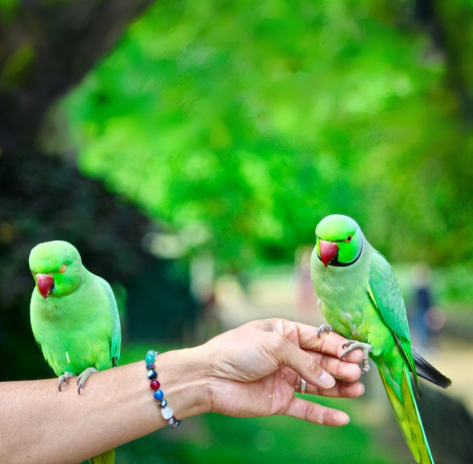 Pet Birds 101: 7 Basic Requirements for owning a bird