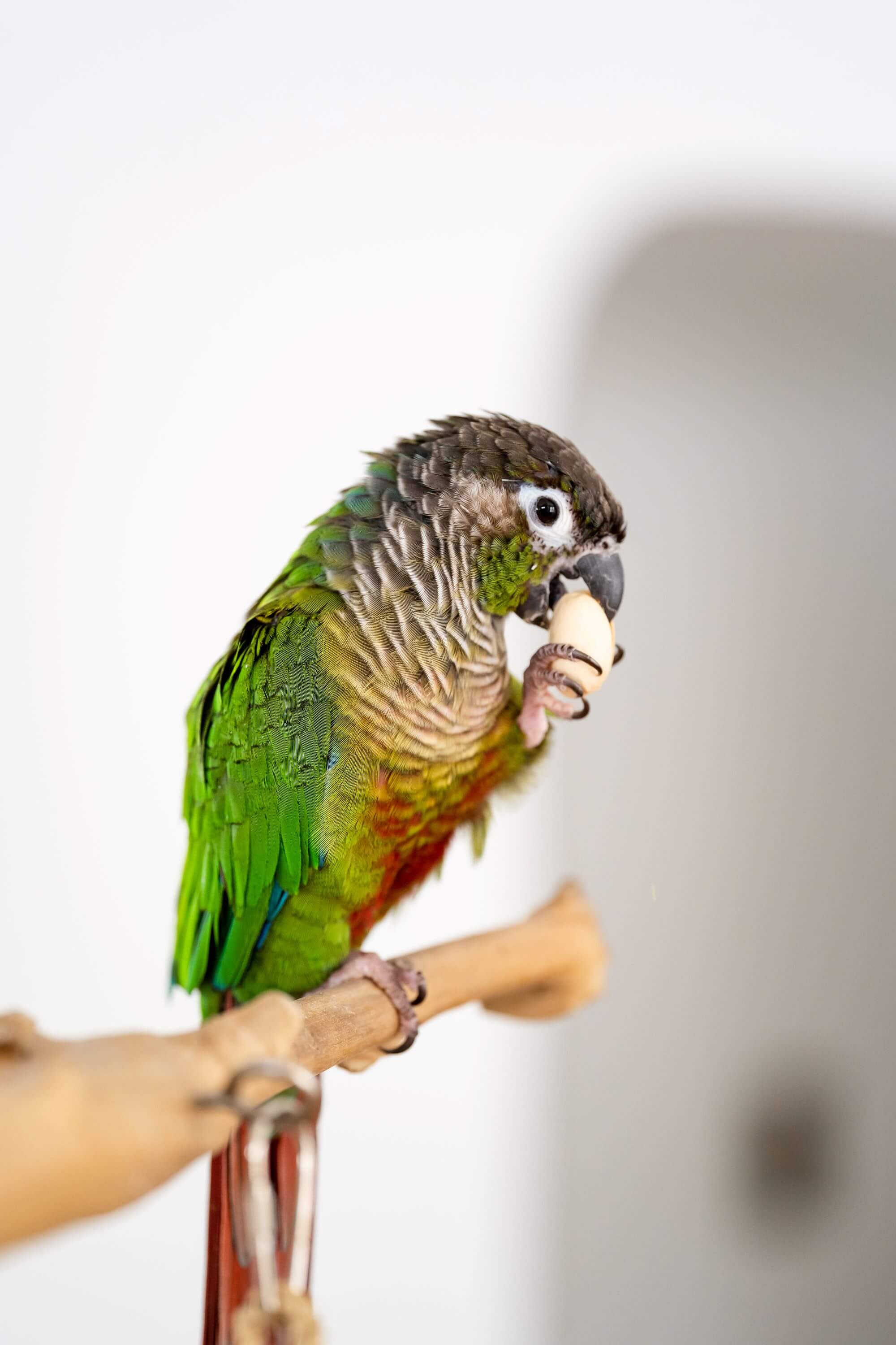 Can Budgies Eat Bananas: A Nutritional Powerhouse for Avian Pets