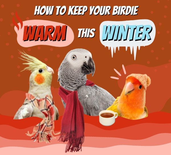 How to Keep Your Bird Warm this Winter