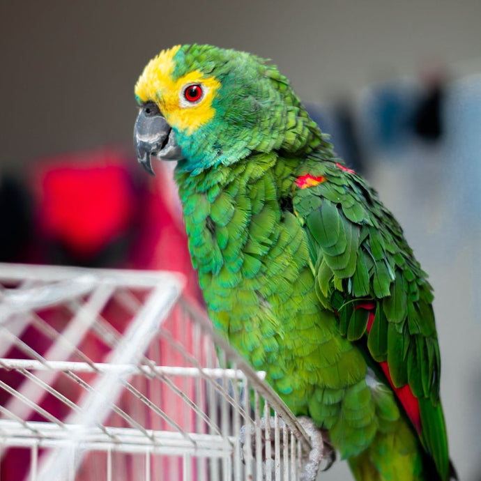 How to Clean Your Bird's Cage: A Guide to a Fresh and Happy Aviary