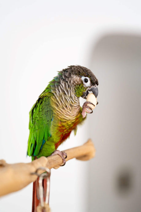 Best Foods to Feed Your Pet Bird: A Comprehensive Guide for Healthy Eating