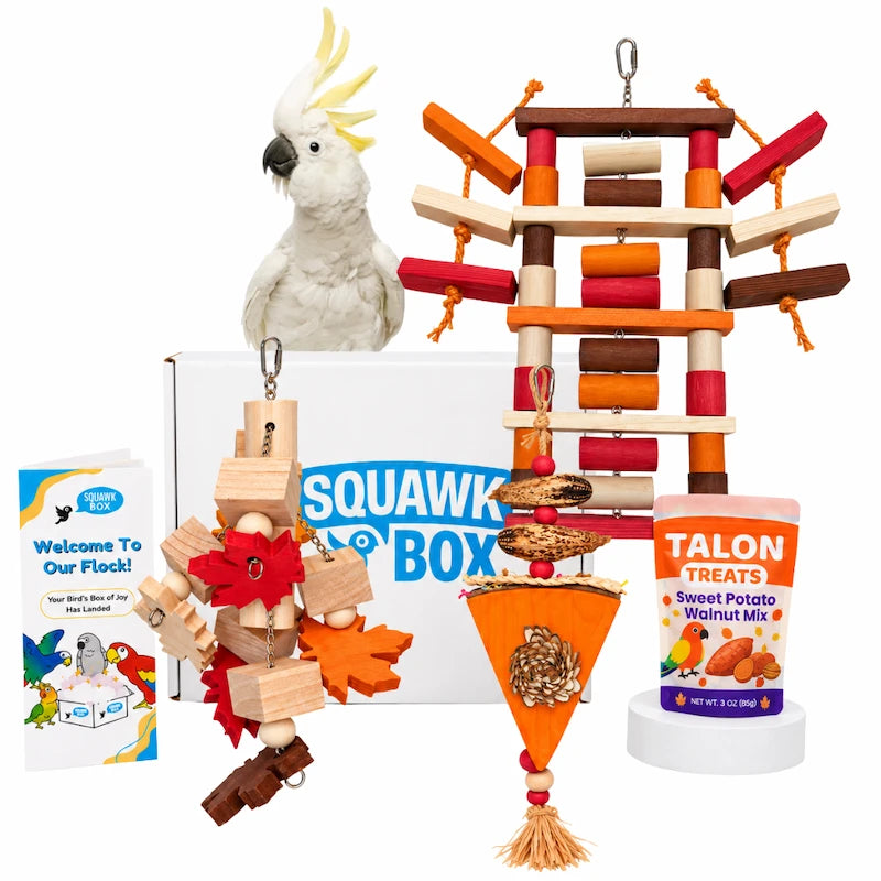 Squawk Box Jumbo Birdie Toys and Treats Box