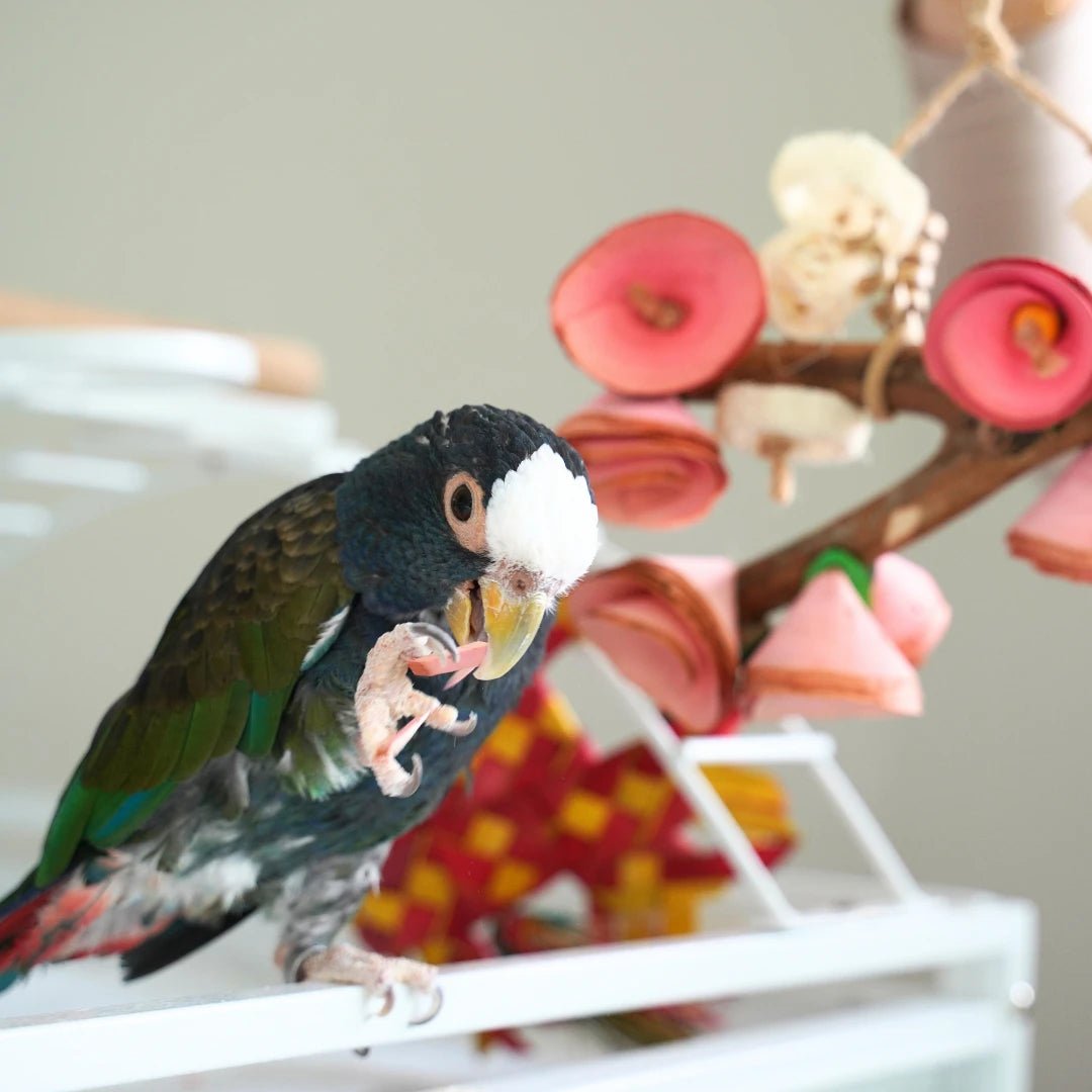 Middle Birdie Toys & Treats Box (Month to Month)