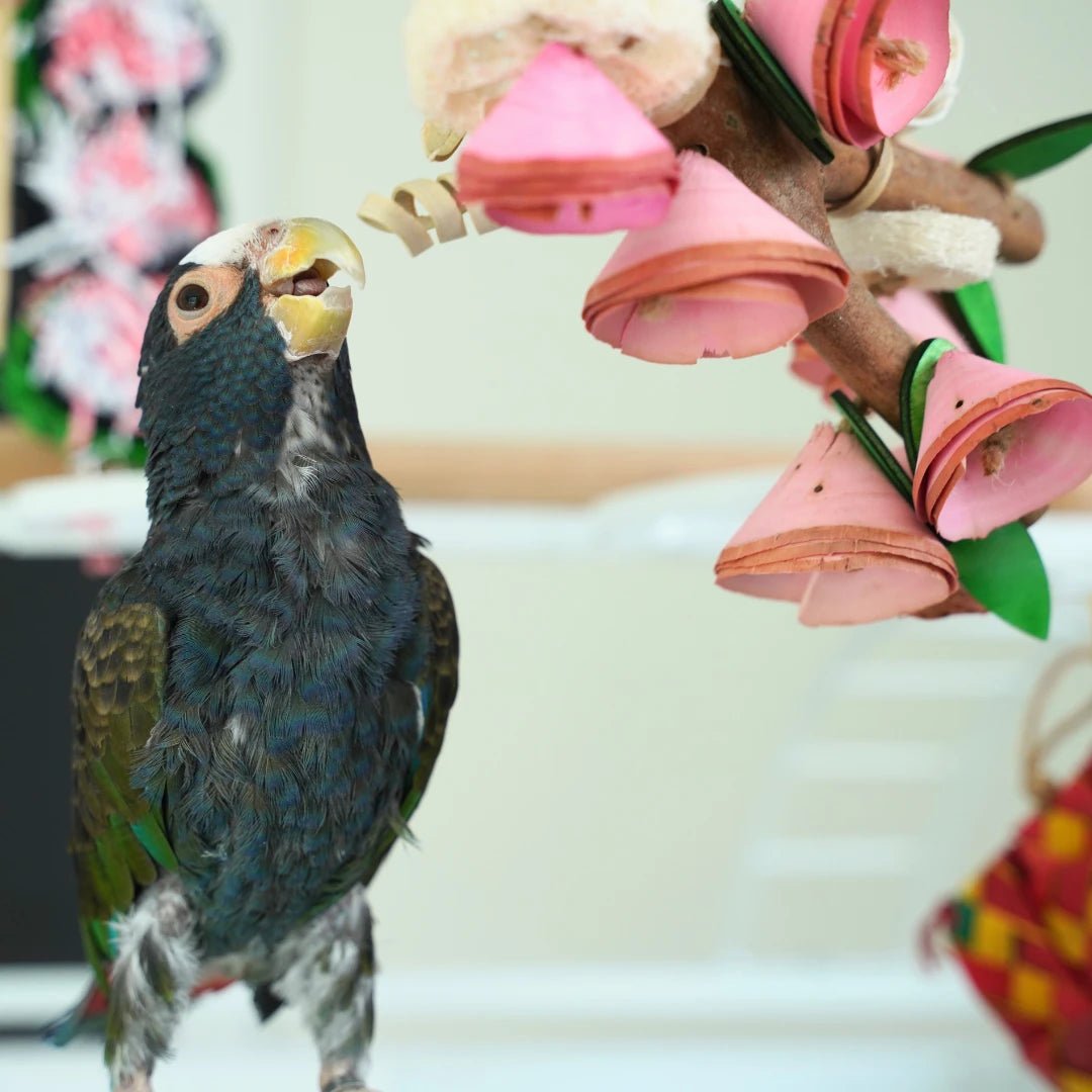 Middle Birdie Toys & Treats Box (Month to Month)