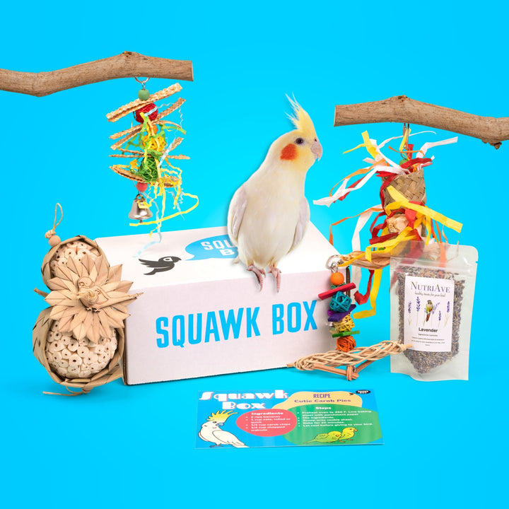 Bird Toy Subscription Boxes – Squawk Box