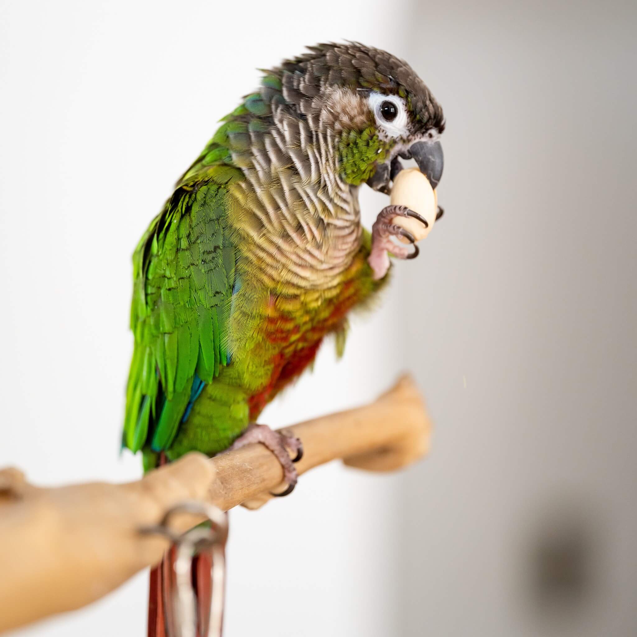 Squawk Box Little Birdie Toys & Treats Box